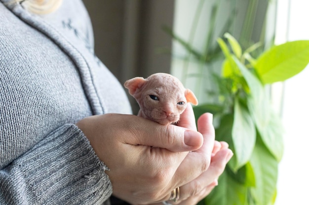 Foto frau, die zu hause kanadische sphynx in den händen hält. katze mit blauen augen, die in die kamera schaut. haarloses haustier.