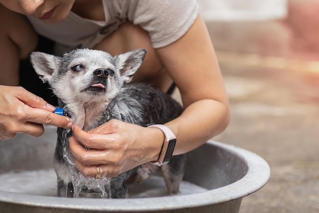 Frau duscht Chihuahua-Hund im Korb im Freien zu Hause