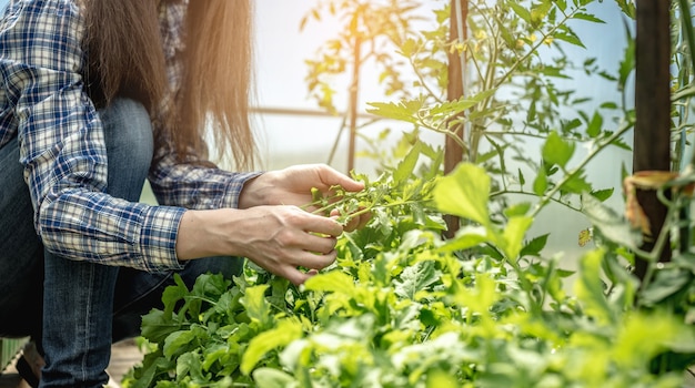 Frau erntet einen gesunden organischen grünen Rucola in einem Gewächshaus. Konzept der Gartenarbeit und des Anbaus von gesunden frischen Lebensmitteln