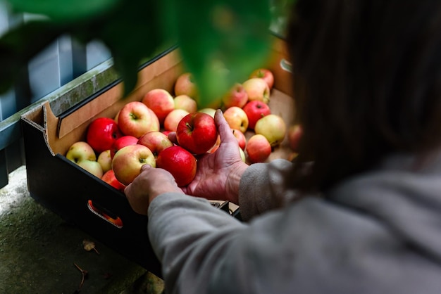 Frau erntet rote Äpfel in einer Schachtel