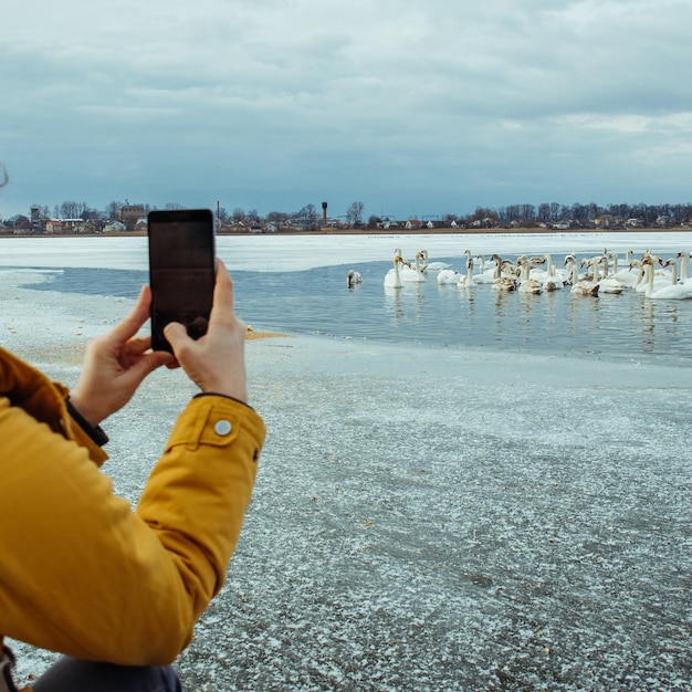 Frau füttert Schwäne auf Wintersee