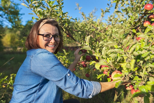 Frau Gärtner Ernte rote Äpfel vom Baum im Garten pflücken. Hobbys, Gartenarbeit, Bio-Äpfel anbauen, gesunde Naturkost