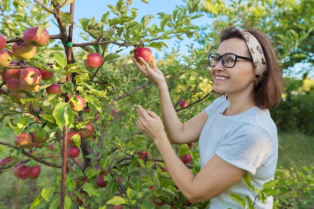 Frau Gärtner Ernte rote Äpfel vom Baum im Garten pflücken. Hobbys, Gartenarbeit, Bio-Äpfel anbauen, gesunde Naturkost