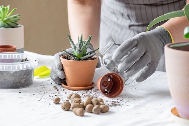 Frau gärtner transplantation saftig. konzept der hausgartenarbeit und des pflanzens von blumen in topf, pflanzen hausdekoration