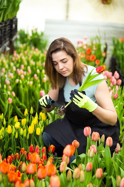 Frau Gärtnerin Floristin hält einen Blumenstrauß in einem Gewächshaus, in dem die Tulpen kultivierenLächelnde Gärtnerin mit Tulpen mit ZwiebelnFrühling viele TulpenBlumen-Konzept