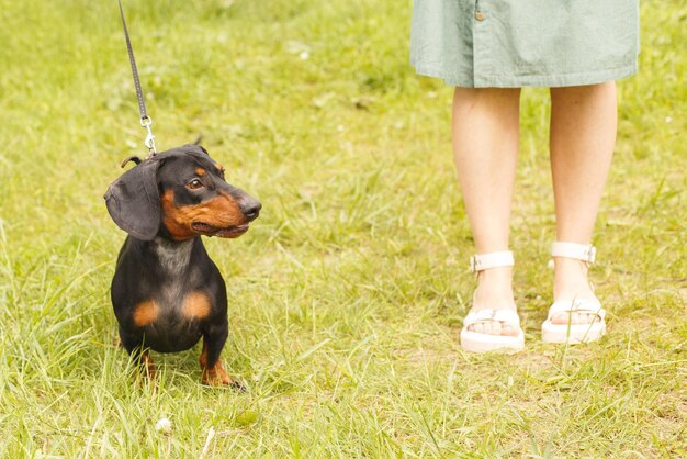 Frau geht mit dem Hund an der Leine auf den Parkdachshund in der Nähe der Füße einer Frau