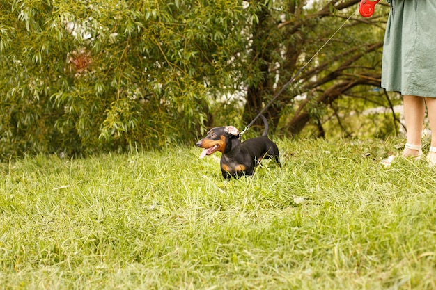 Frau geht mit dem Hund an der Leine auf den Parkdachshund in der Nähe der Füße einer Frau