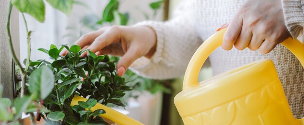 Frau gießt Zimmerpflanzen aus einer gelben Gießkanne Pflege von Topfblumen