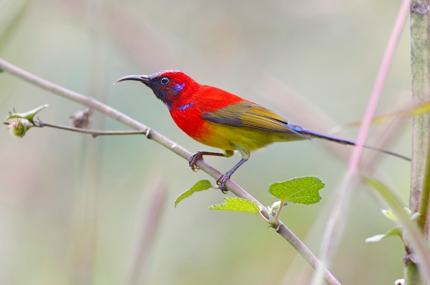 Frau Goulds Sunbird Aethopyga gouldiae schöne männliche Vögel von Thailand