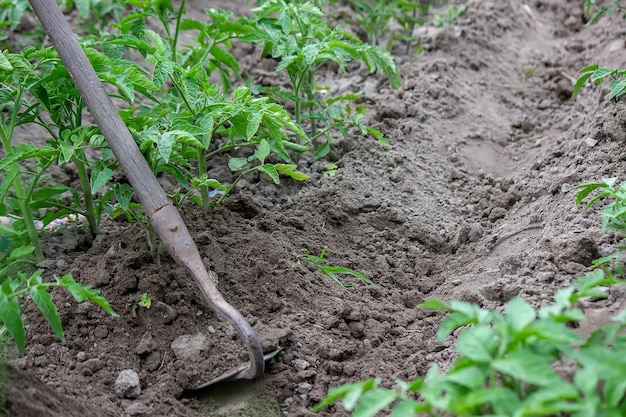 Frau gräbt Gartenbetten Jäten von Unkraut im Garten Landwirtschaftliche Arbeit Selektiver Fokus