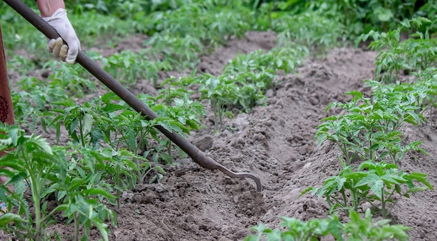 Frau gräbt Gartenbetten Jäten von Unkraut im Garten Landwirtschaftliche Arbeit Selektiver Fokus