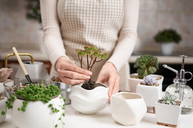 Frau hält Aeonium-Hauspflanze mit bewurzeltem Steckling zum Pflanzen von Blumentöpfen