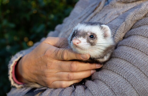 Frau hält ein schönes und süßes Frettchen