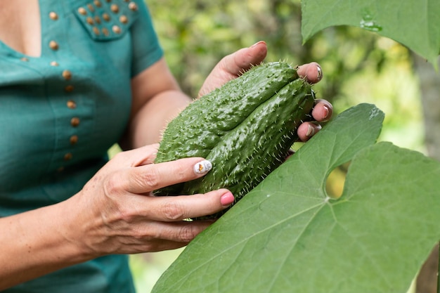 Frau hält einen großen Chayote neben den Blättern der geernteten Pflanze