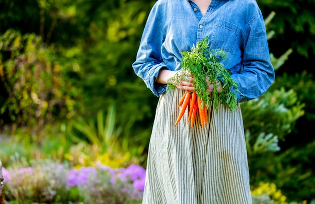 Frau hält frische Karotten in einem Garten