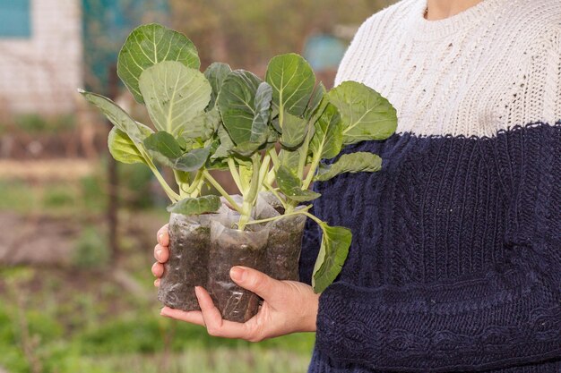 Frau hält Kohlsämlinge in Plastiktöpfen mit Erde bereit, im Garten zu pflanzen