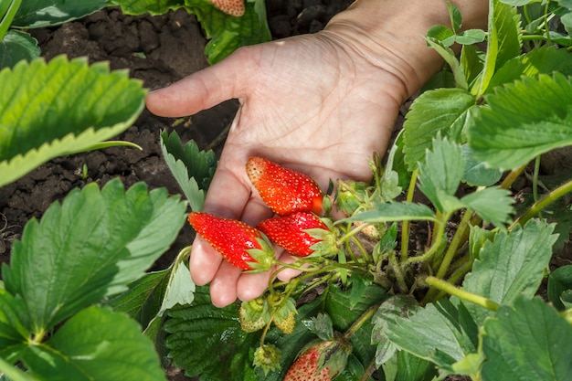 Frau hält reife Erdbeeren in der Hand. Reife und unreife Erdbeeren wachsen am Strauch im Garten