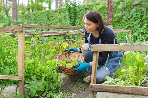 Frau im Garten in einem kleinen Gewächshaus, das Salat-Rucola-Kräuter schneidet