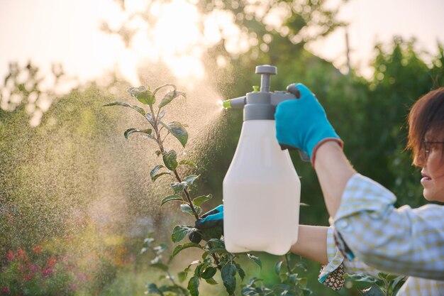 Frau im Garten mit Sprühpistole besprüht junge Apfelbäume mit Präparaten zum Schutz vor bakteriellen Pilzkrankheiten und Schädlingsparasiten mit chemischen und biologischen Präparaten