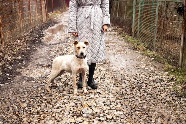 Foto frau im grauen anzug geht mit hund spazieren.eine frau geht mit einem großen hund auf der straße der altstadt spazieren.