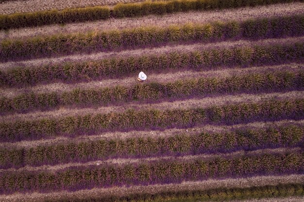 Frau im weißen Hut in der Sommersonnenuntergangslandschaft des Lavendelfeldes nahe Valensole