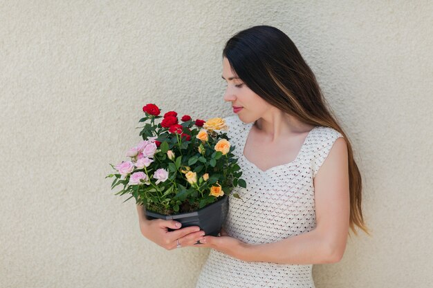 Frau im weißen Kleid, die einen Topf mit der schönen bunten Rose in den Händen hält. Blühende Blumen in weiblichen Händen.