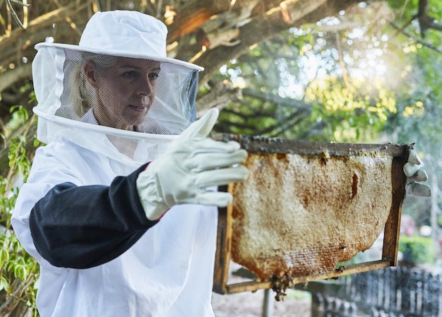 Frau Imkerhut oder Wabenkontrolle auf Honigproduktionsfarm Nachhaltigkeit Ackerland oder gesunde Lebensmittellandwirtschaft Reife Arbeiterin oder Insektenbienen auf Holzrahmen auf dem kanadischen Land