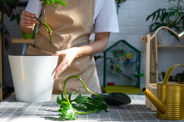 Frau in einer Schürze hält einen verwurzelten Stiel der Zimmerpflanze Philodendron Mayo zum Pflanzen in einem weißen Topf, Attrappe einer Vorlage. Pflanzen und Pflege eines Gewächshauses