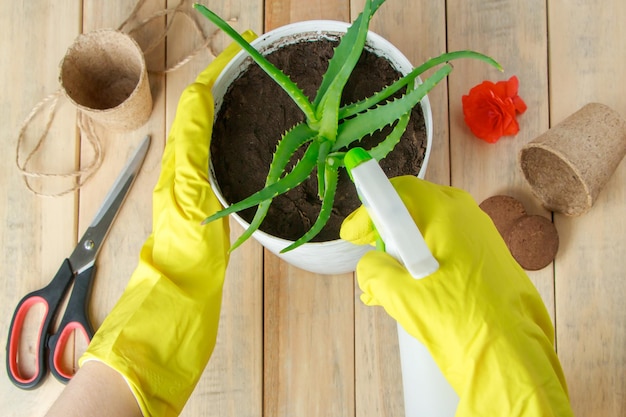 Frau in gelben Gummihandschuhen streut Aloe Vera in einen Topf Hauspflanzenanbau und Gartenarbeit