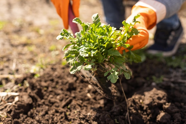 Foto frau in handschuhen pflanzen in einem gewächshaus. frühlingsarbeit mit setzling im garten.