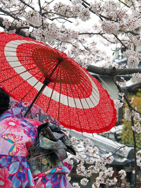 Frau in Kimono mit rotem Regenschirm gegen Kirschblüten auf einem Baum