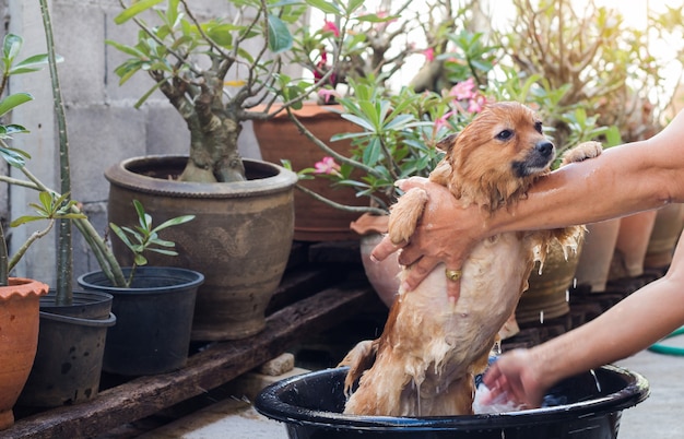 Foto frau ist badender hund für pomeranian hund, schöner kleiner hund