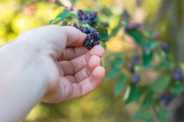 Foto frau kommissionierung shadberry. nahaufnahme der hand und der beeren, die auf dem busch, saisonernte wachsen. sommeressen. bio-ernährung. gesundes essen.