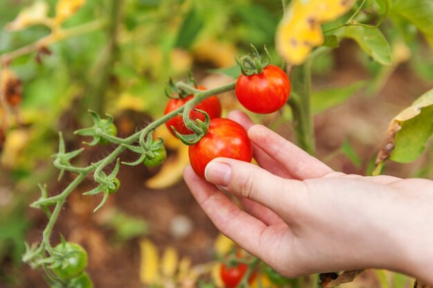 Frau Landarbeiter Hand pflücken frische reife Bio-Tomaten.