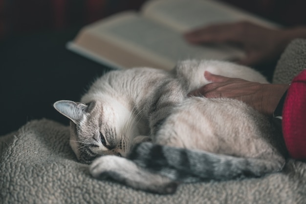 Frau liest das buch, das die hauskatze streichelt, die auf seite liegt.