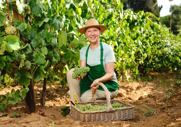 Frau mit einem Traubenstamm in einer Traubenplantage bei der Weinherstellung