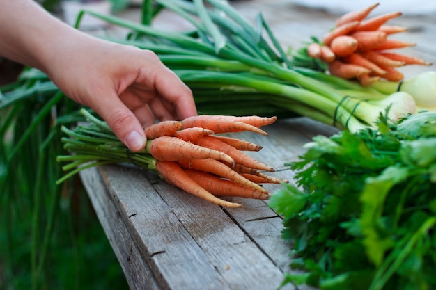 Foto frau mit frischen bio-karotten und grünen kräutern auf altem holztisch im garten