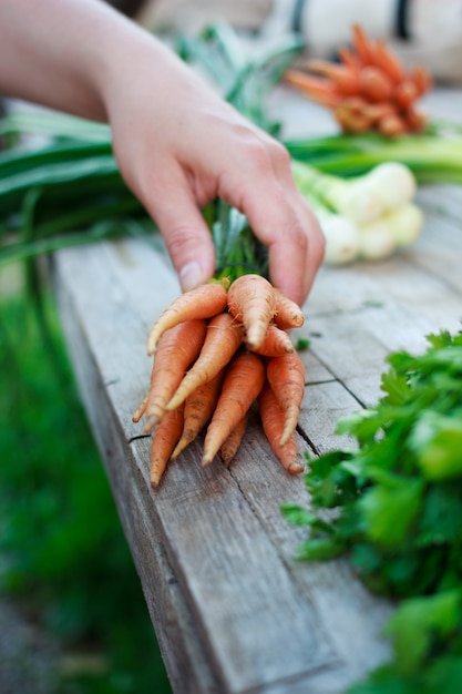 Foto frau mit frischen bio-karotten und grünen kräutern auf altem holztisch im garten