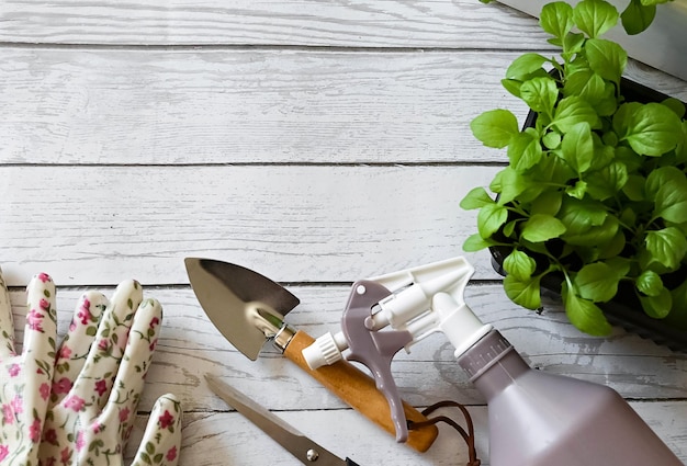 Foto frau mit gartenhandschuhen transplantiert eine blume in einen topf am holztisch