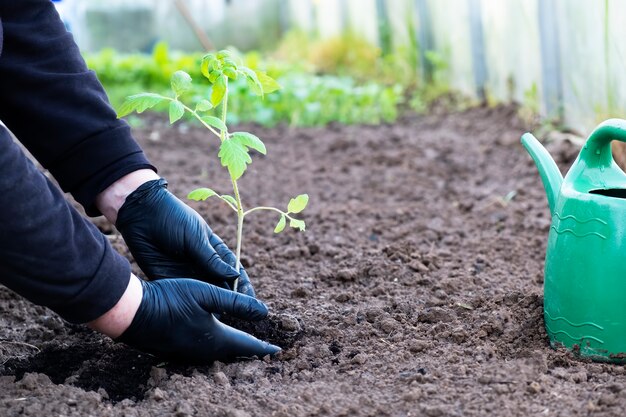 Frau mit Handschuhen, die Tomaten pflanzen