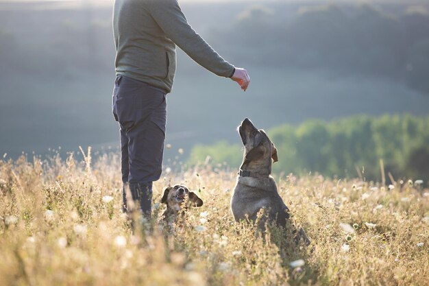 Foto frau mit hund auf dem feld