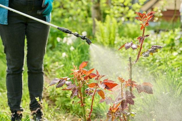 Frau mit Rucksack-Gartenspritzpistole unter Druck beim Umgang mit Buschrosen