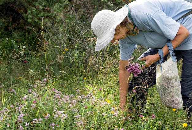 Frau mit Sommerhut auf einem grasbewachsenen Feld mit Oregano-Körbchen