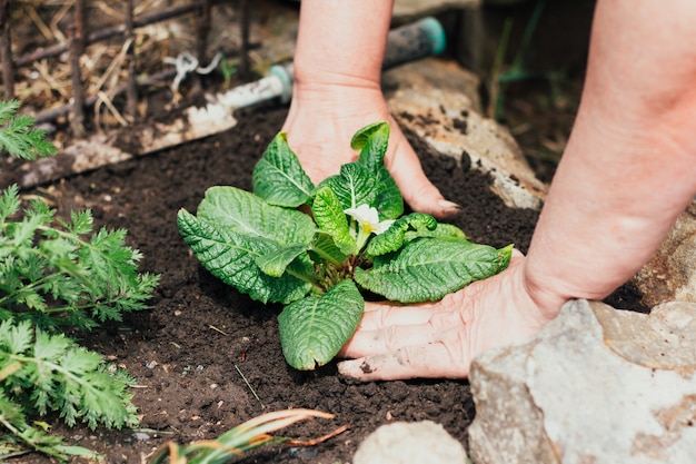 Frau pflanzt eine junge grüne Blume in der schwarzen Erde auf einem Blumenbeet in der Frühlingssaison bei sonnigem Wetter