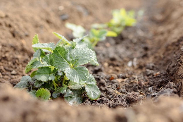 Frau pflanzt Setzlinge von Erdbeeren Gartenarbeit Landleben Eco Farm