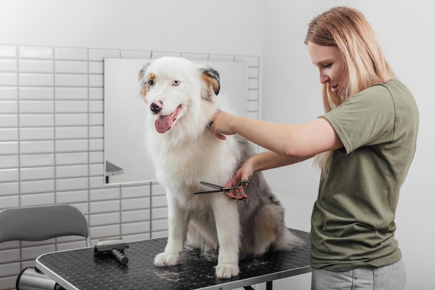 Frau pflegt und trimmt Australian Shepherd im Salon