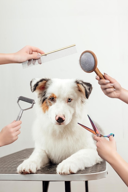 Frau pflegt und trimmt Australian Shepherd im Salon