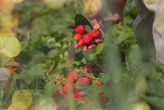 Frau pflücken Erdbeeren aus einem Busch Frauenhände und Bio-Erdbeeren Bio-Industrie und Öko-Landwirtschaft Nachhaltiges Lifestyle-Konzept