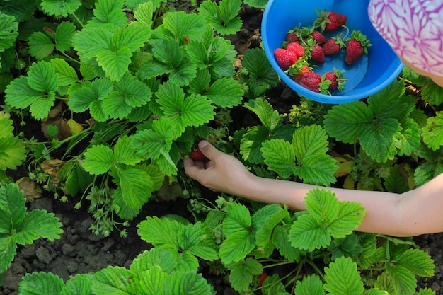 Frau pflückt Erdbeeren auf einer Erdbeerfarm