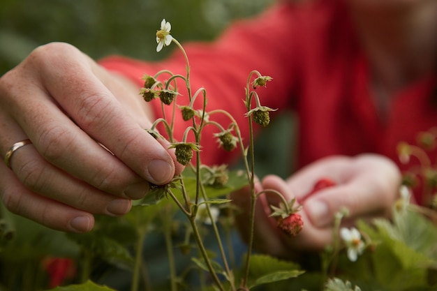 Frau pflückt Erdbeeren im Garten